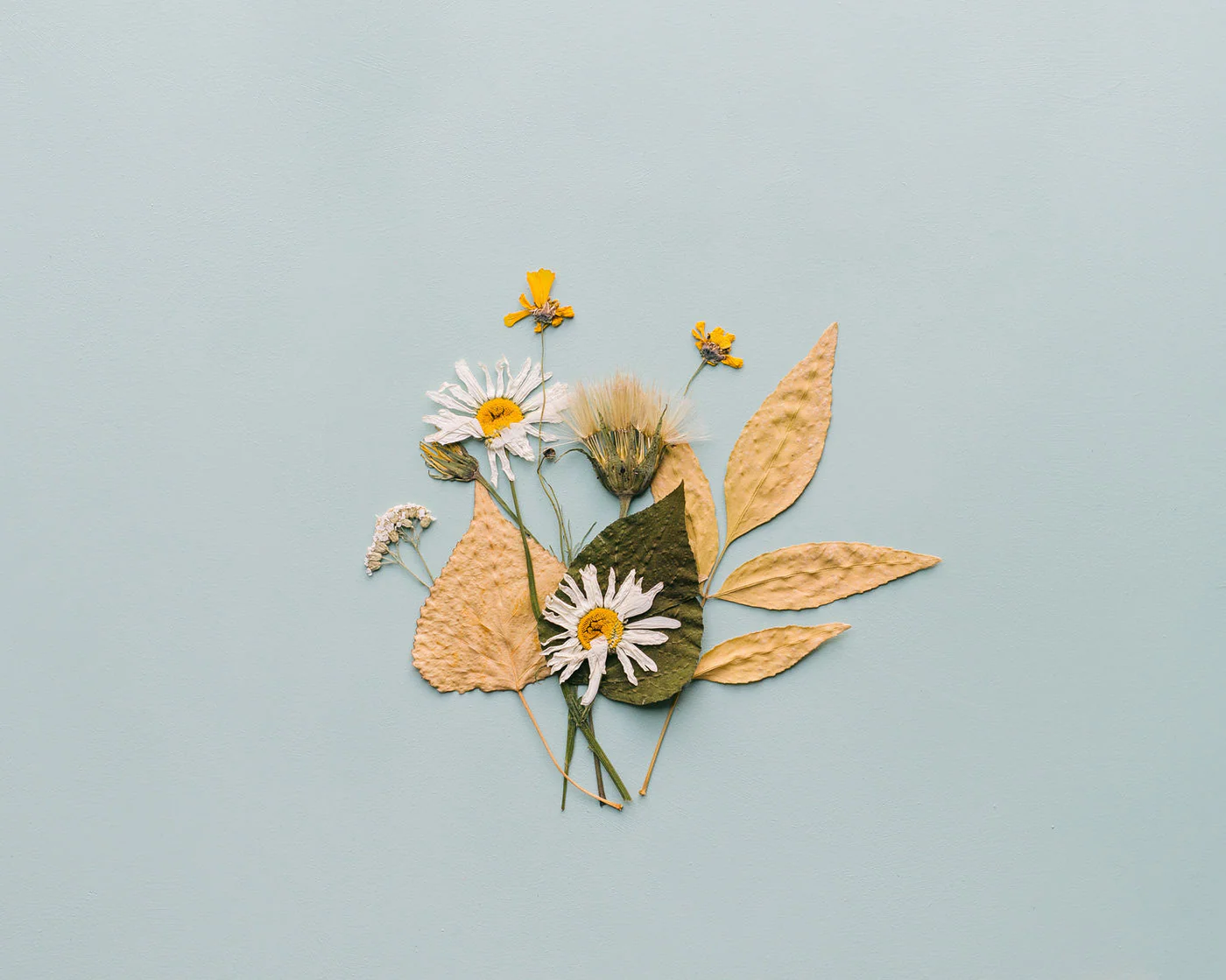 Pressed wildflowers arranged on a page