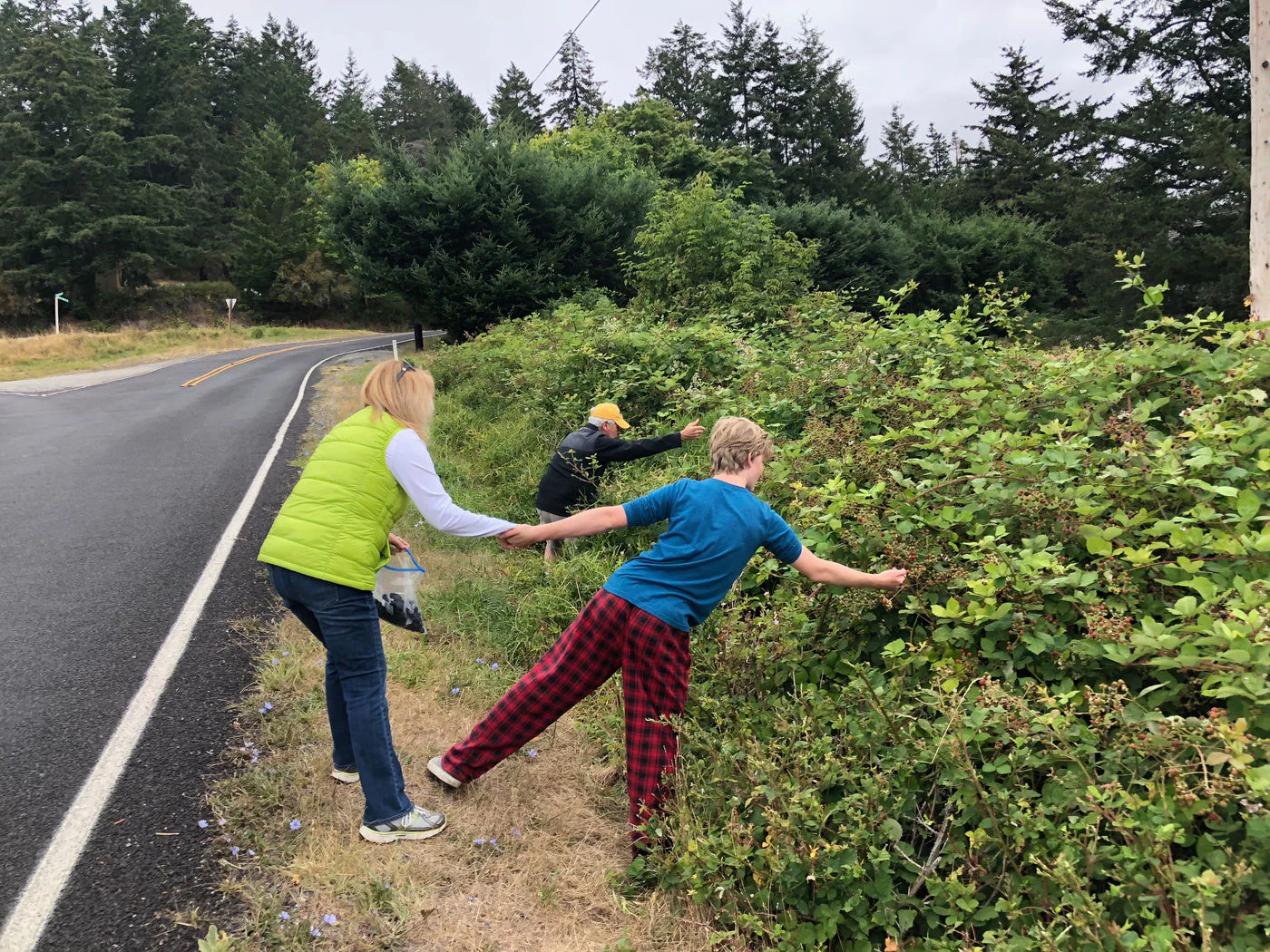 Foraging for blackberries in the Pacific Northwest