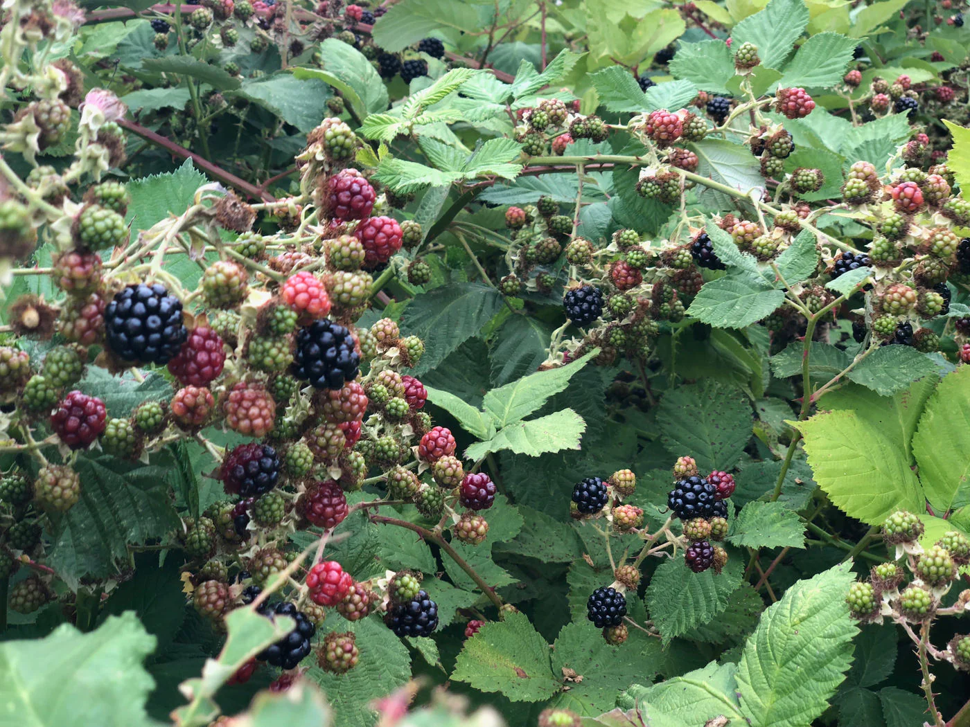 A bowl of foraged blackberries